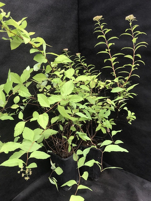 Спирея японская Зен Спирит Карамель 1 шт Р9